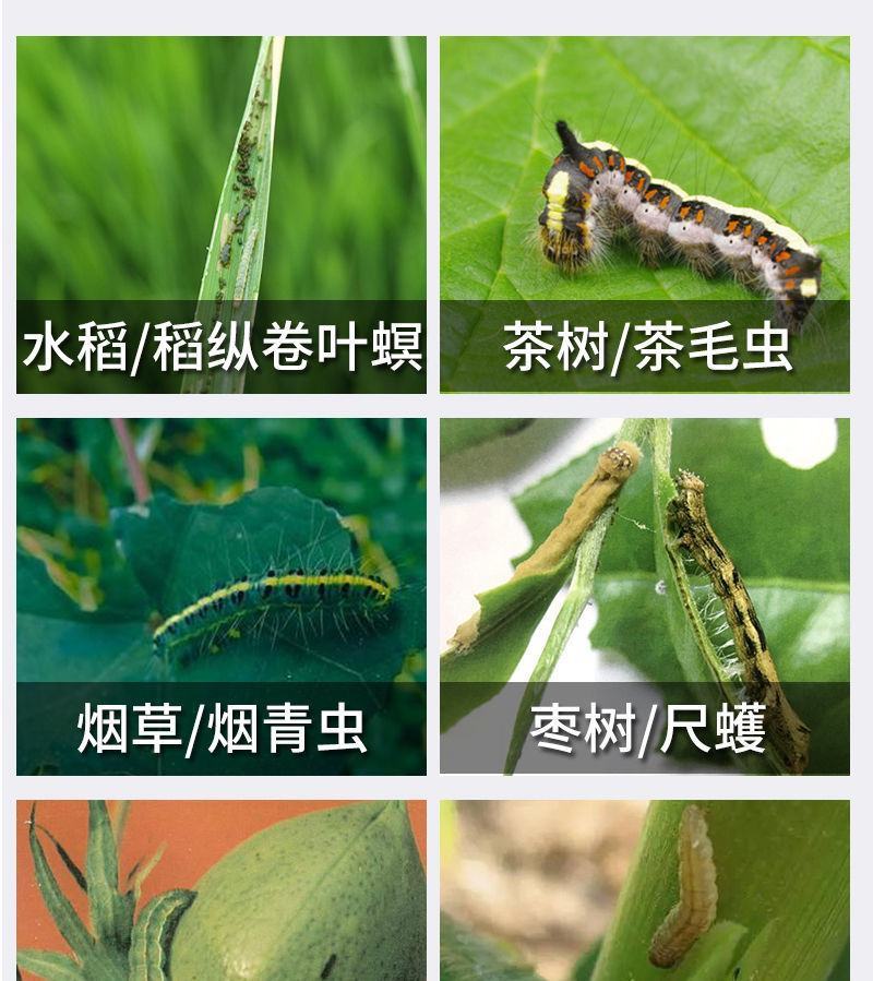 背手笑一月无虫苏云金杆菌生物杀虫剂苏云金杆茵持效久Bt