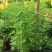 菊花苗室内外庭院阳台好养耐寒花卉批发千头菊四季开花菊花苗