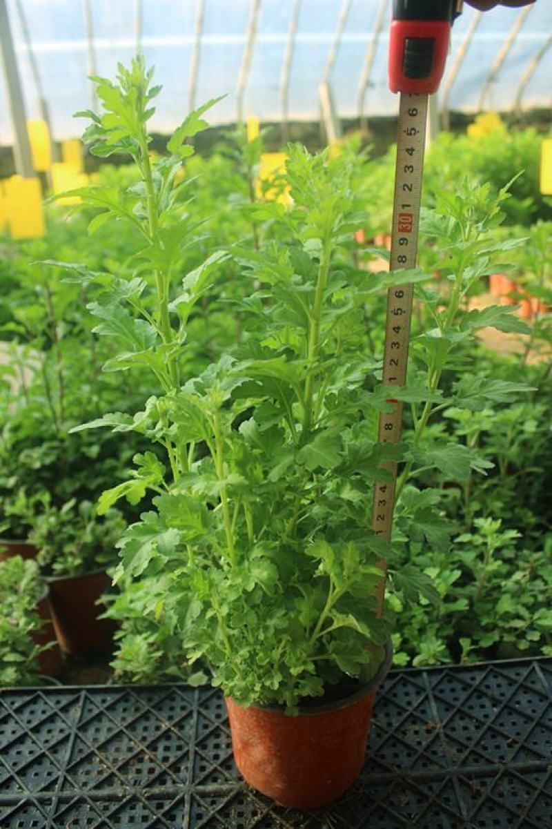 菊花苗室内外庭院阳台好养耐寒花卉批发千头菊四季开花菊花苗