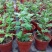 菊花苗室内外庭院阳台好养耐寒花卉批发千头菊四季开花菊花苗