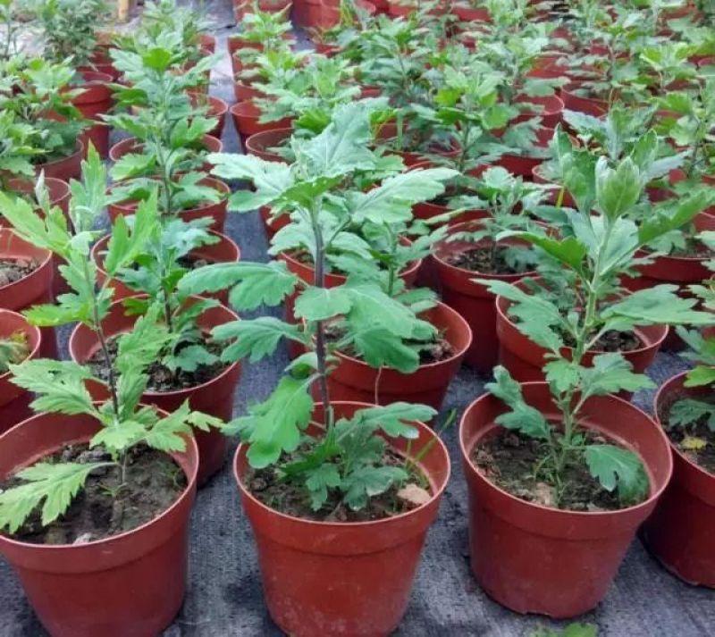 菊花苗室内外庭院阳台好养耐寒花卉批发千头菊四季开花菊花苗