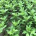 菊花苗室内外庭院阳台好养耐寒花卉批发千头菊四季开花菊花苗