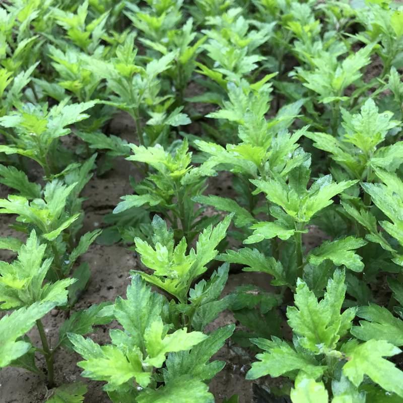 菊花苗室内外庭院阳台好养耐寒花卉批发千头菊四季开花菊花苗