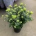 菊花苗室内外庭院阳台好养耐寒花卉批发千头菊四季开花菊花苗