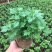菊花苗室内外庭院阳台好养耐寒花卉批发千头菊四季开花菊花苗