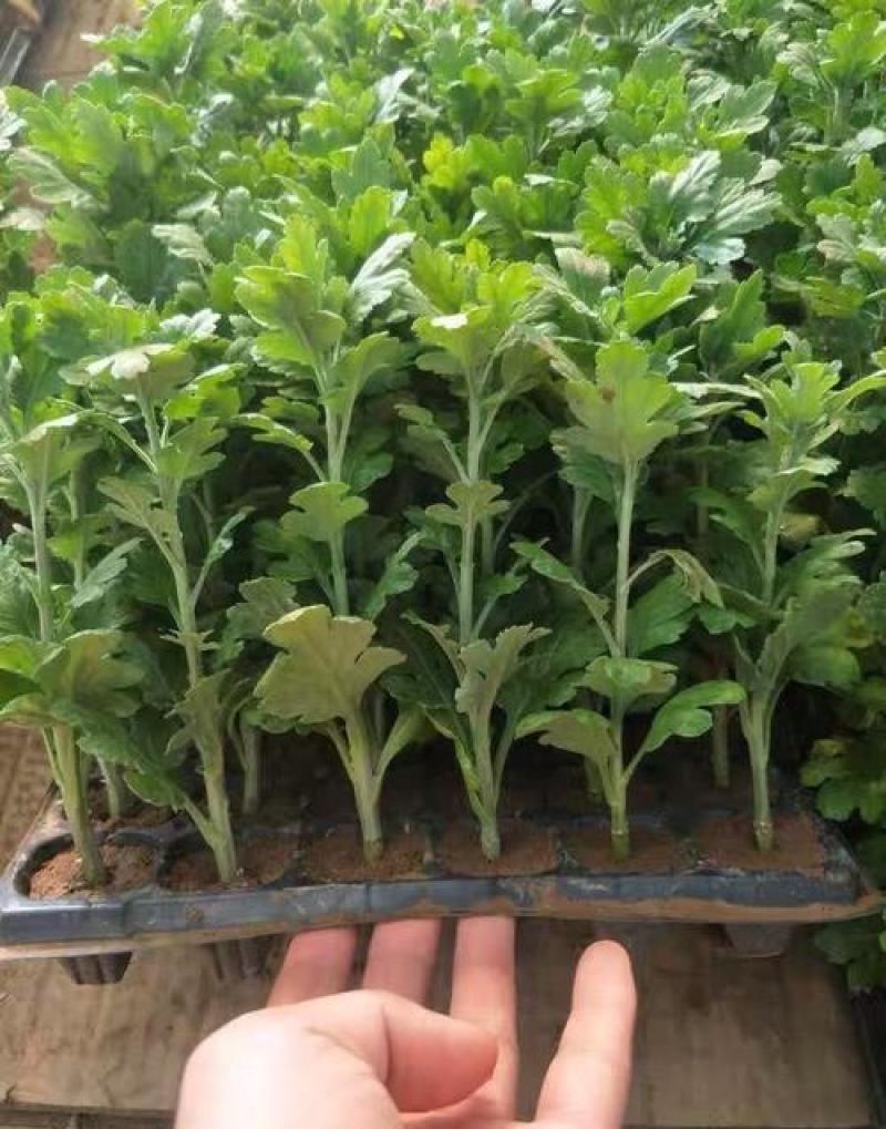 菊花苗室内外庭院阳台好养耐寒花卉批发千头菊四季开花菊花苗