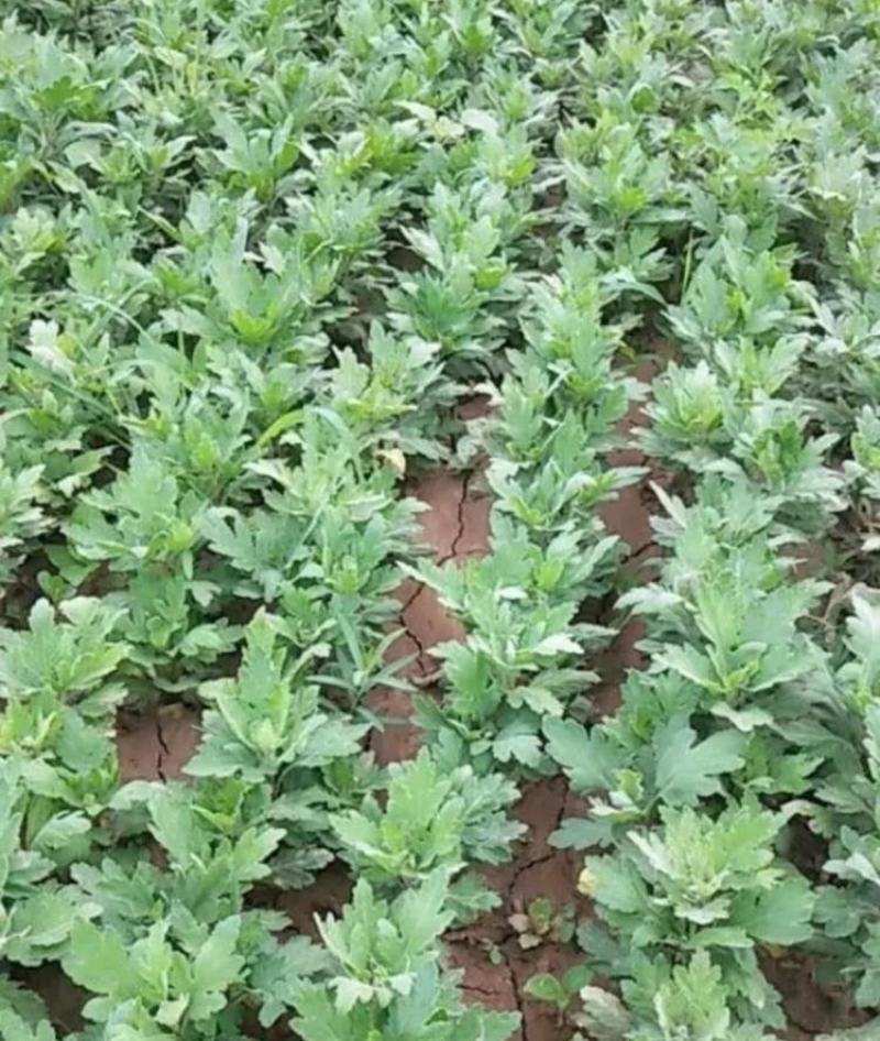菊花苗室内外庭院阳台好养耐寒花卉批发千头菊四季开花菊花苗
