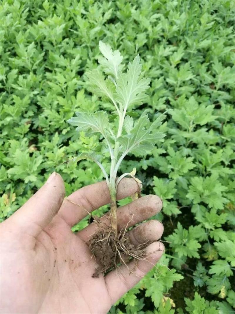 菊花苗室内外庭院阳台好养耐寒花卉批发千头菊四季开花菊花苗