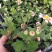 菊花苗室内外庭院阳台好养耐寒花卉批发千头菊四季开花菊花苗