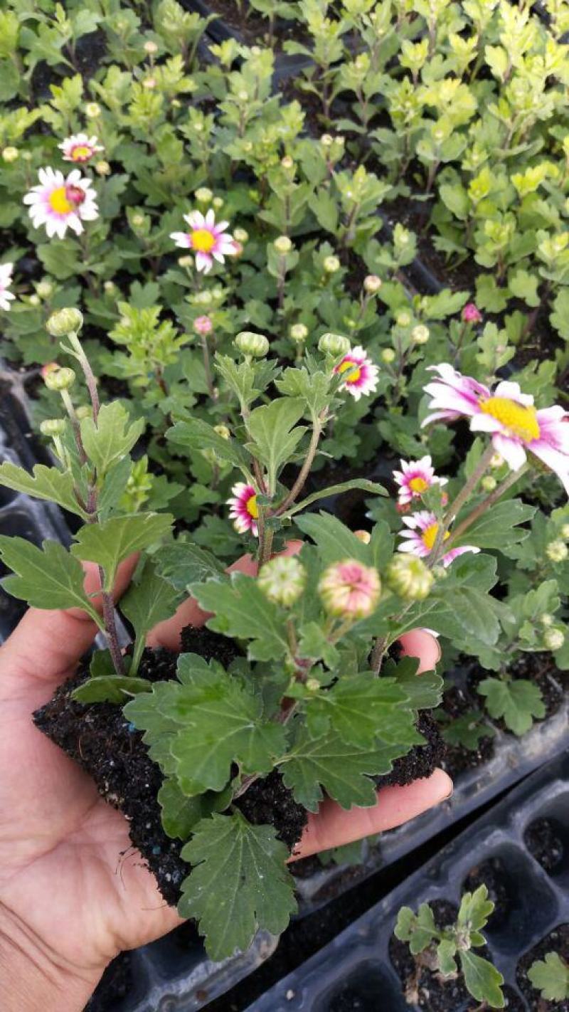 菊花苗室内外庭院阳台好养耐寒花卉批发千头菊四季开花菊花苗