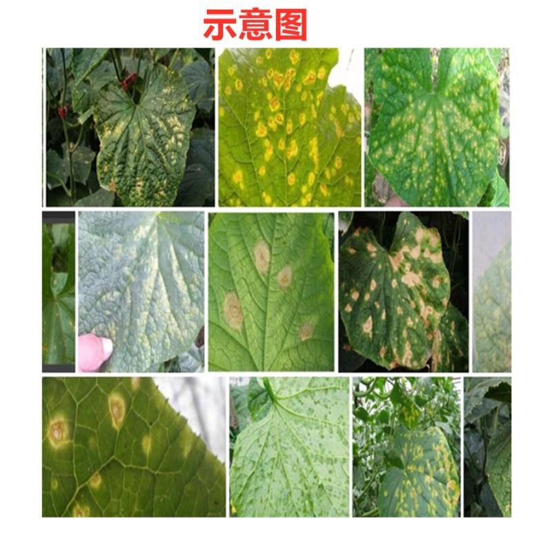 荣邦靶泰咪鲜胺.多菌灵黄瓜甜瓜冬炭疽病靶斑病专用杀菌剂