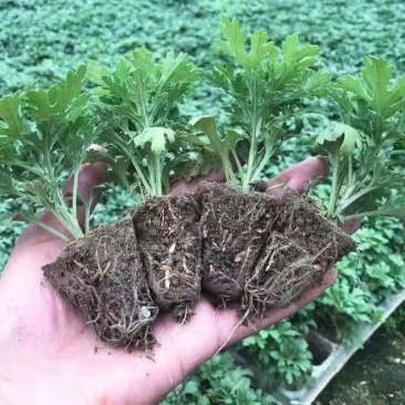 菊花苗室内外庭院阳台好养耐寒花卉批发千头菊四季开花菊花苗