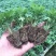 菊花苗室内外庭院阳台好养耐寒花卉批发千头菊四季开花菊花苗