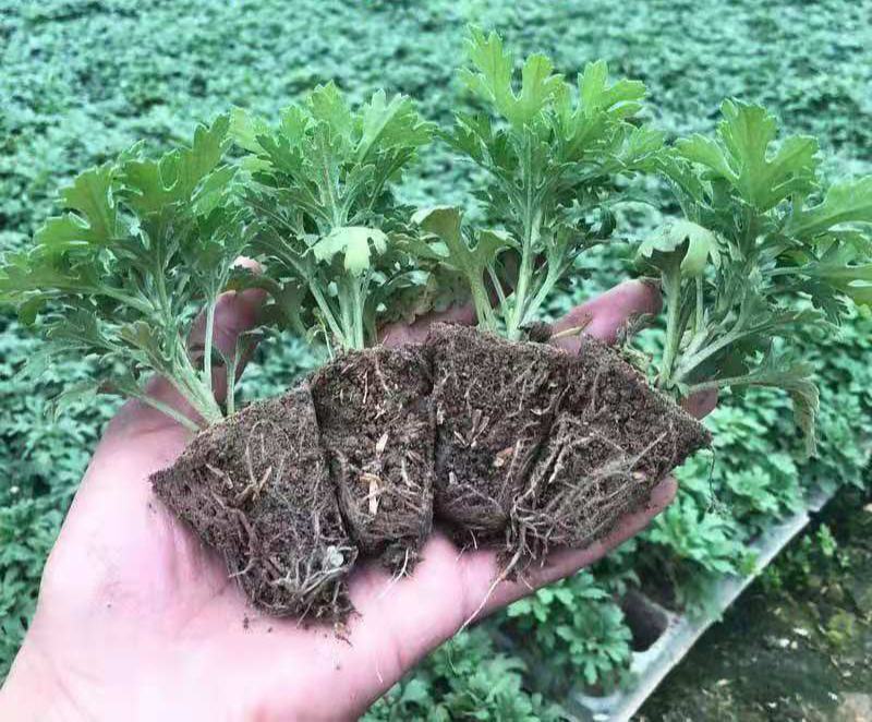 菊花苗室内外庭院阳台好养耐寒花卉批发千头菊四季开花菊花苗