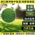 日本细叶结缕草籽中华结缕草兰引3号草坪种子别墅庭院草籽