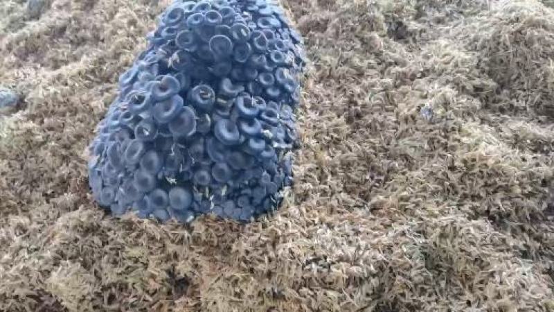 平菇菌包秀珍菇菌包划口出菇重4.5斤7天资金回笼