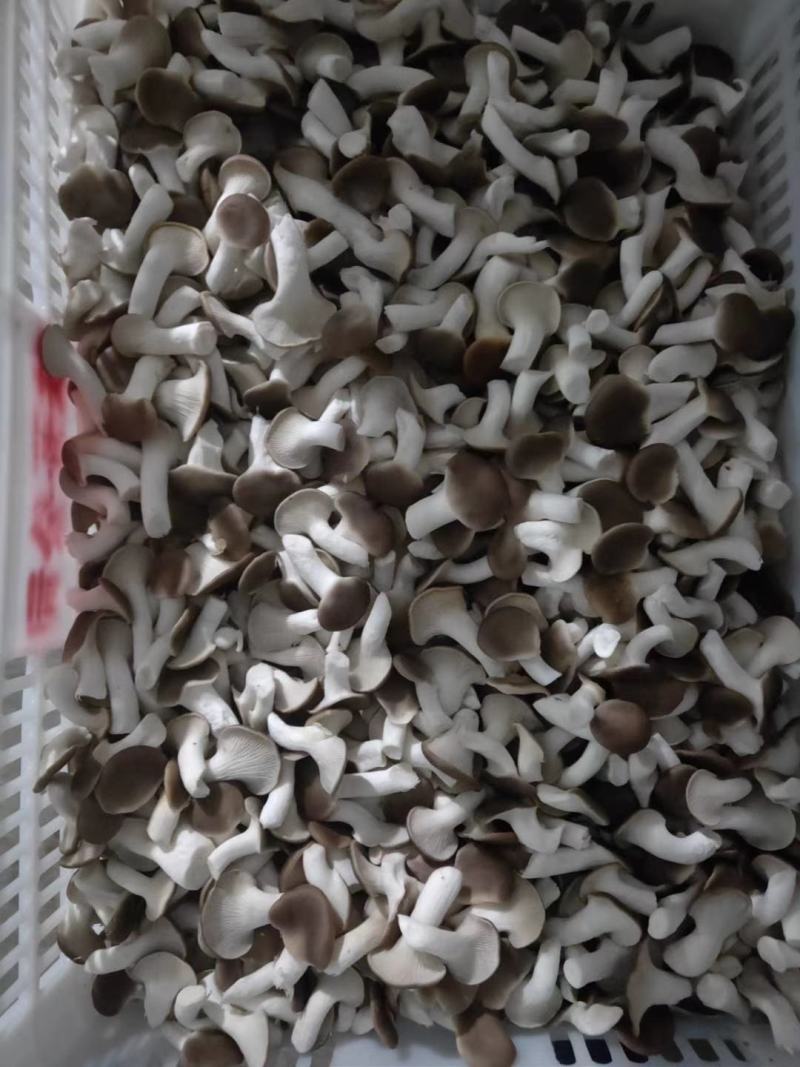平菇菌包秀珍菇菌包划口出菇重4.5斤7天资金回笼