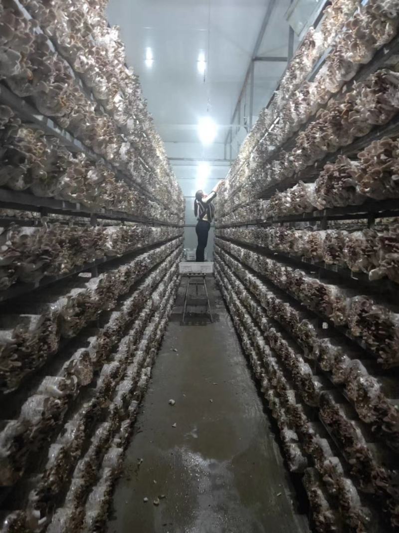 平菇菌包秀珍菇菌包划口出菇重4.5斤7天资金回笼