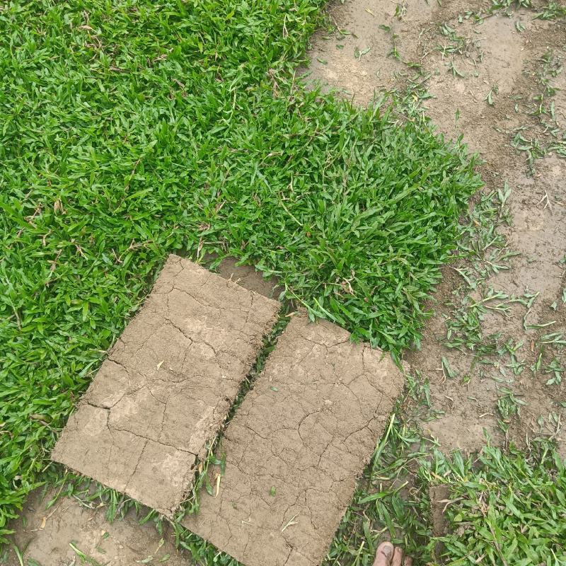 大叶油草，地毯草，绿化草皮