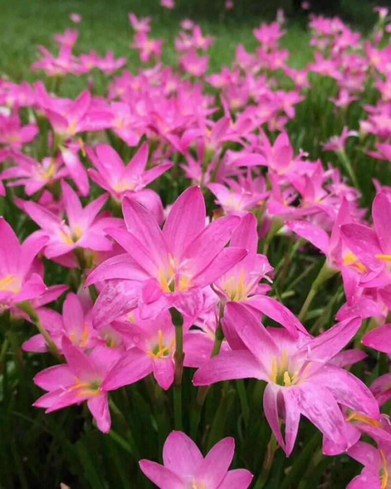 风雨兰种球葱兰韭兰花卉种子庭院盆栽球根植物四季种植当年