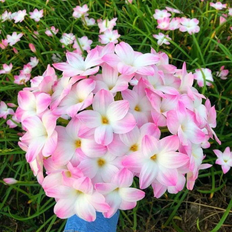 风雨兰种球葱兰韭兰花卉种子庭院盆栽球根植物四季种植当年