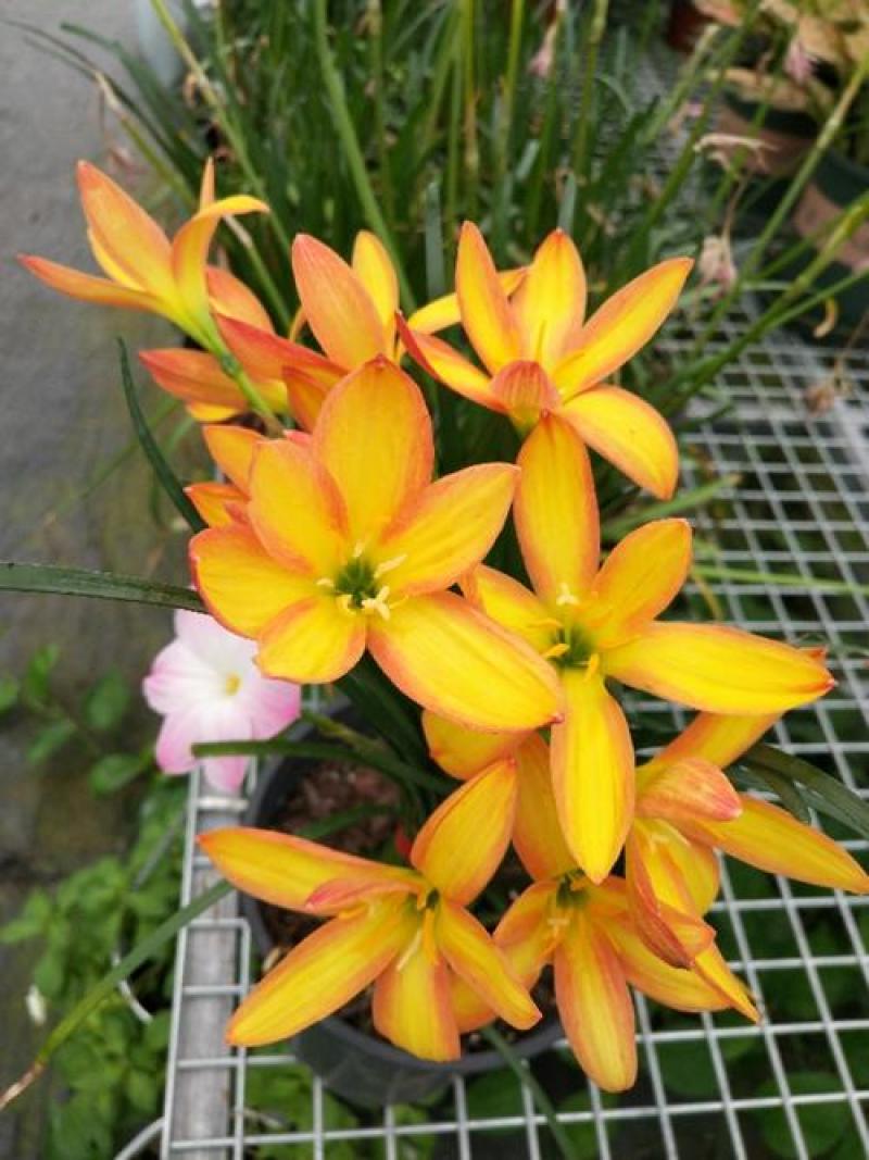 风雨兰种球葱兰韭兰花卉种子庭院盆栽球根植物四季种植当年