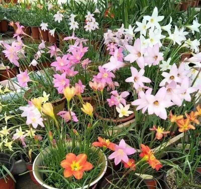 风雨兰种球葱兰韭兰花卉种子庭院盆栽球根植物四季种植当年