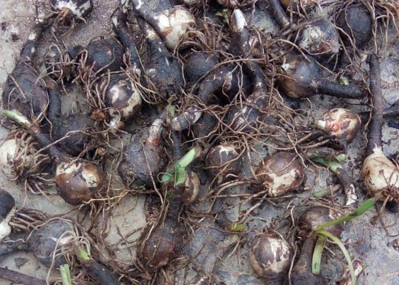 风雨兰种球葱兰韭兰花卉种子庭院盆栽球根植物四季种植当年