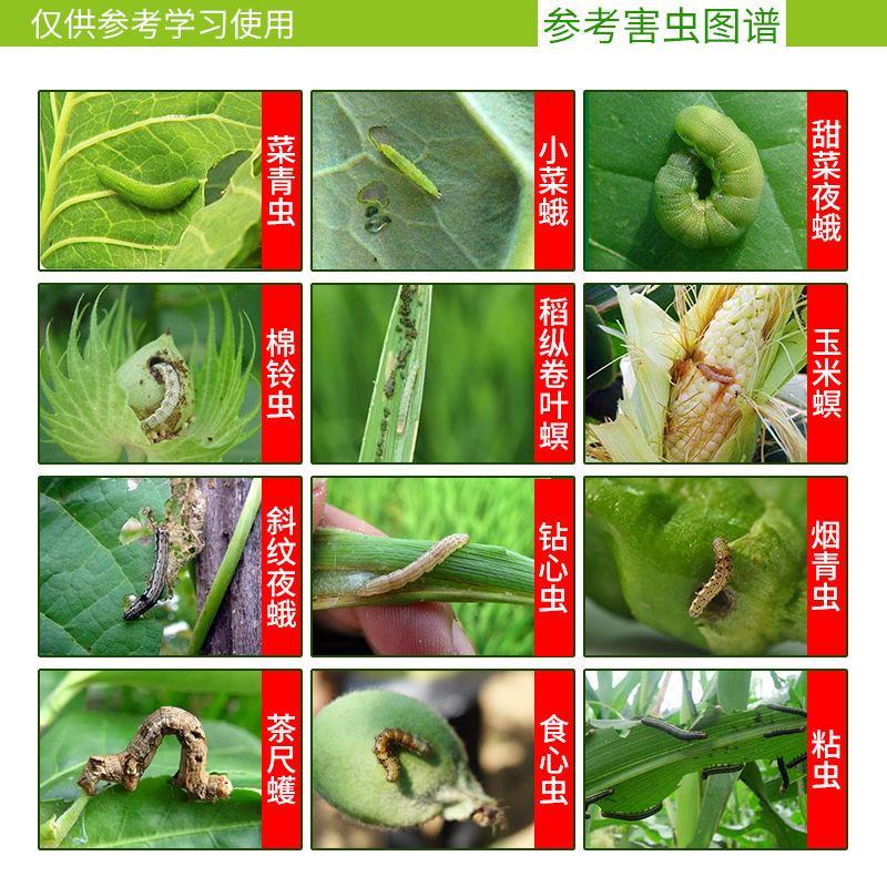 顶硬上秀田甲氨基阿维菌素钻心虫小菜蛾吊丝虫农药杀虫剂
