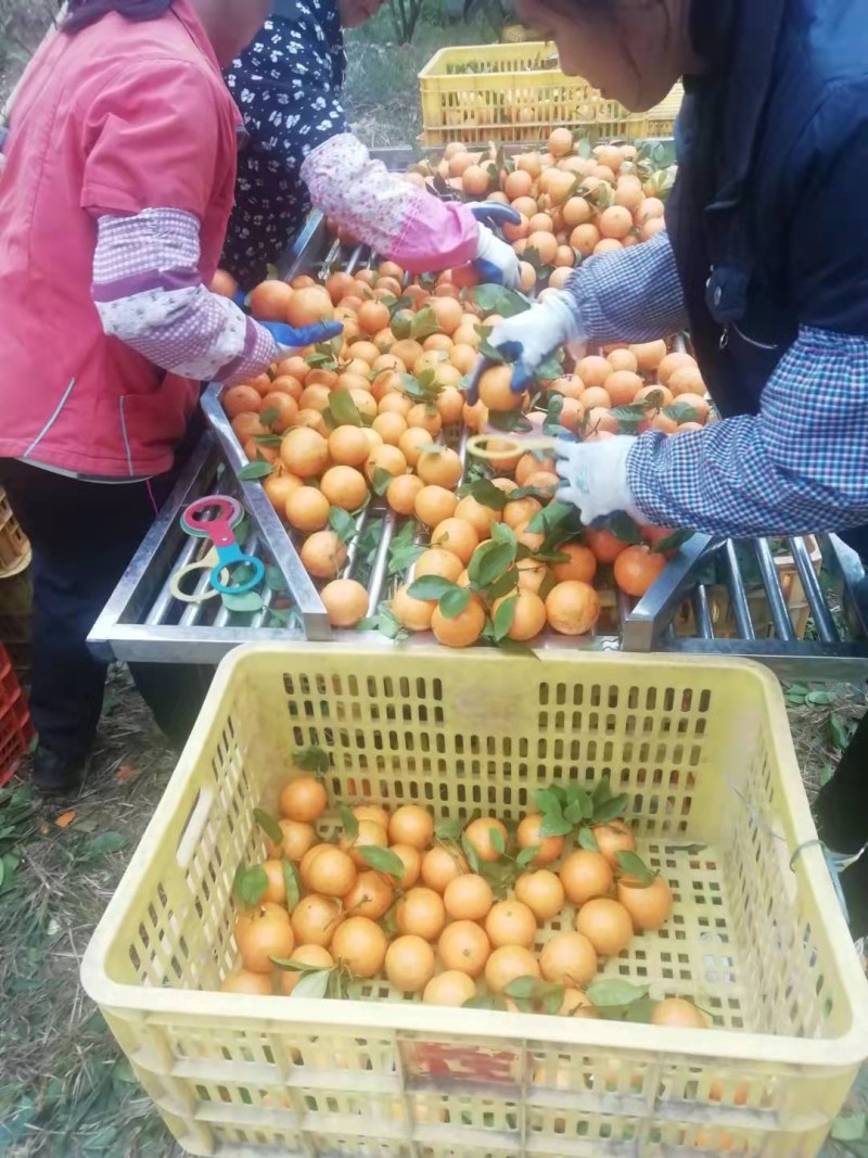 皇帝柑