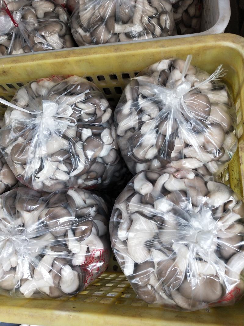 精品秀珍菇，各种包装，支持全国发货/对接电商商超