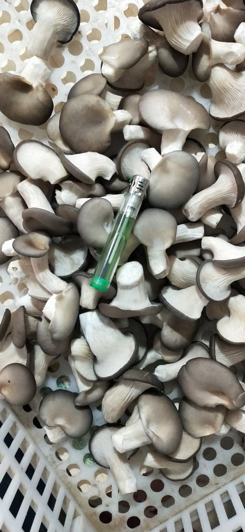 精品秀珍菇，各种包装，支持全国发货/对接电商商超
