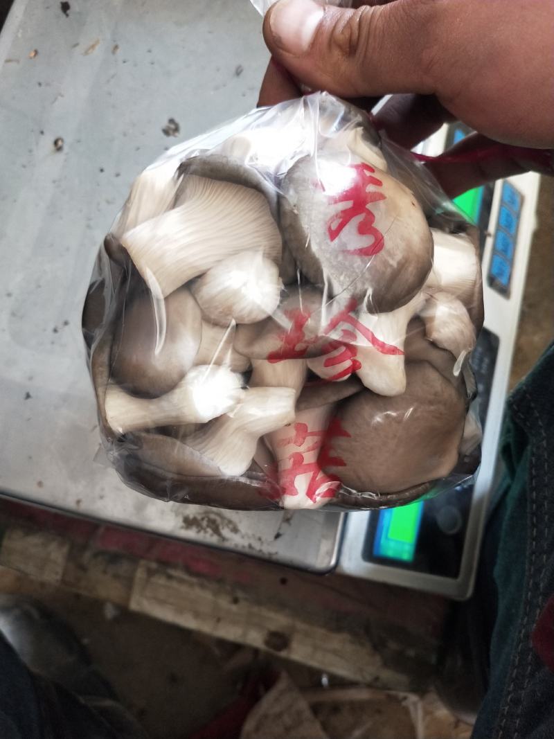 精品秀珍菇，各种包装，支持全国发货/对接电商商超