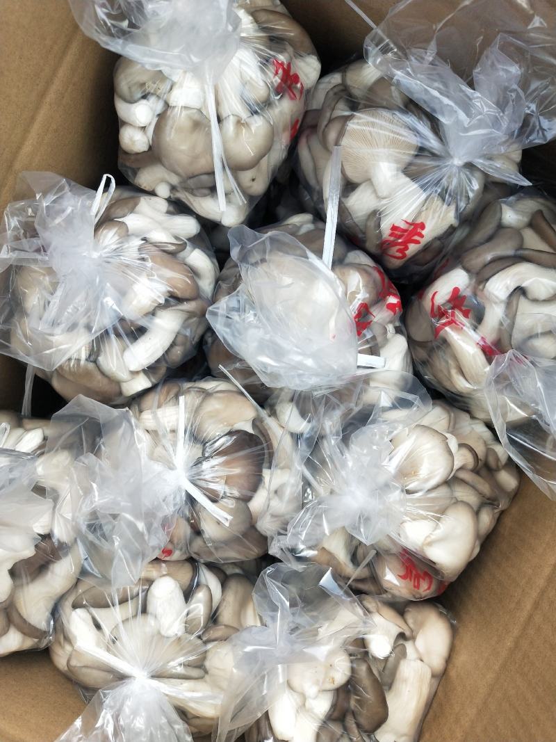 精品秀珍菇，各种包装，支持全国发货/对接电商商超