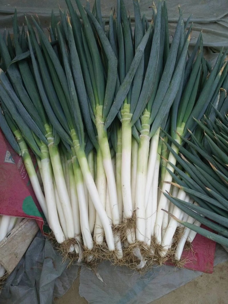 莱西大葱
