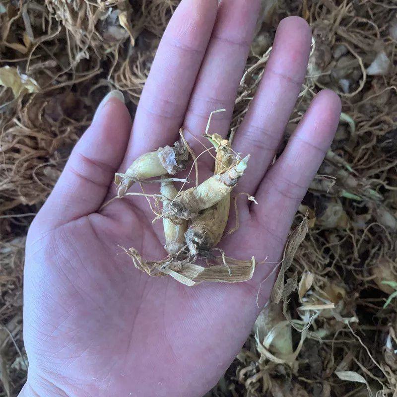 晚香玉种球盆栽地栽多年生种球花卉白色重瓣浓香型花卉