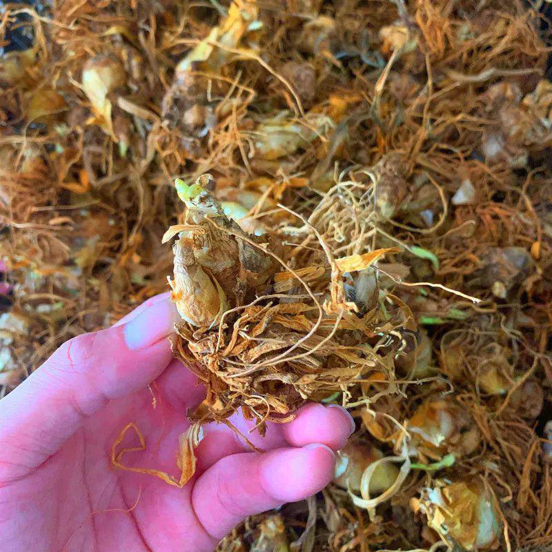 晚香玉种球盆栽地栽多年生种球花卉白色重瓣浓香型花卉
