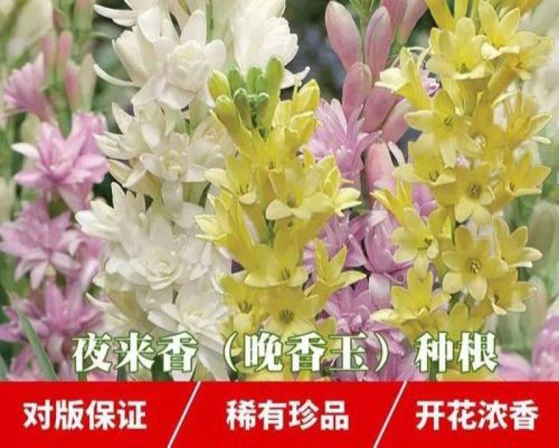 晚香玉种球盆栽地栽多年生种球花卉白色重瓣浓香型花卉