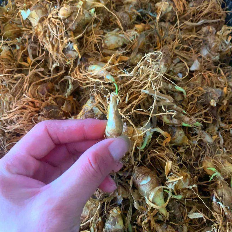 晚香玉种球盆栽地栽多年生种球花卉白色重瓣浓香型花卉