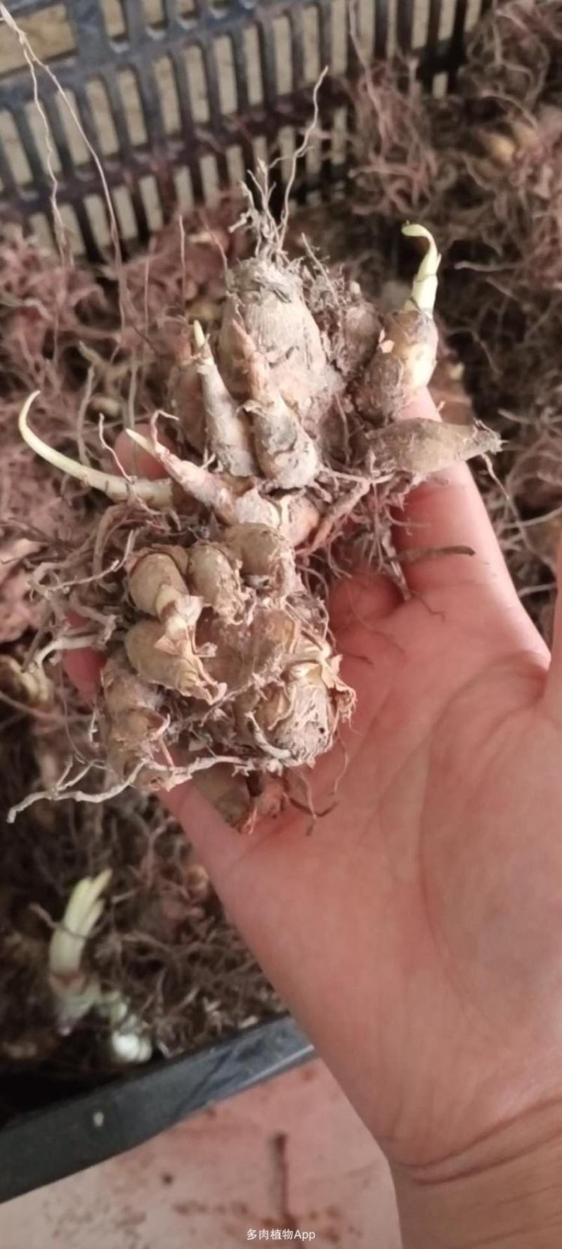 晚香玉种球盆栽地栽多年生种球花卉白色重瓣浓香型花卉