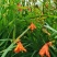 火焰兰雄黄兰多年生庭院花卉盆栽易量大优惠
