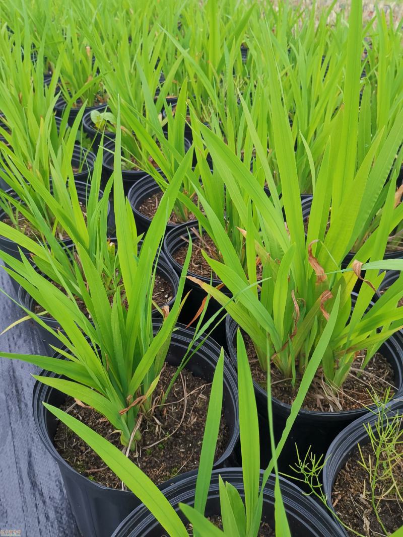 火焰兰雄黄兰多年生庭院花卉盆栽易量大优惠