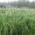 果树草种子提摩西种子果园鸭茅种牧草籽叶片柔嫩适口性好