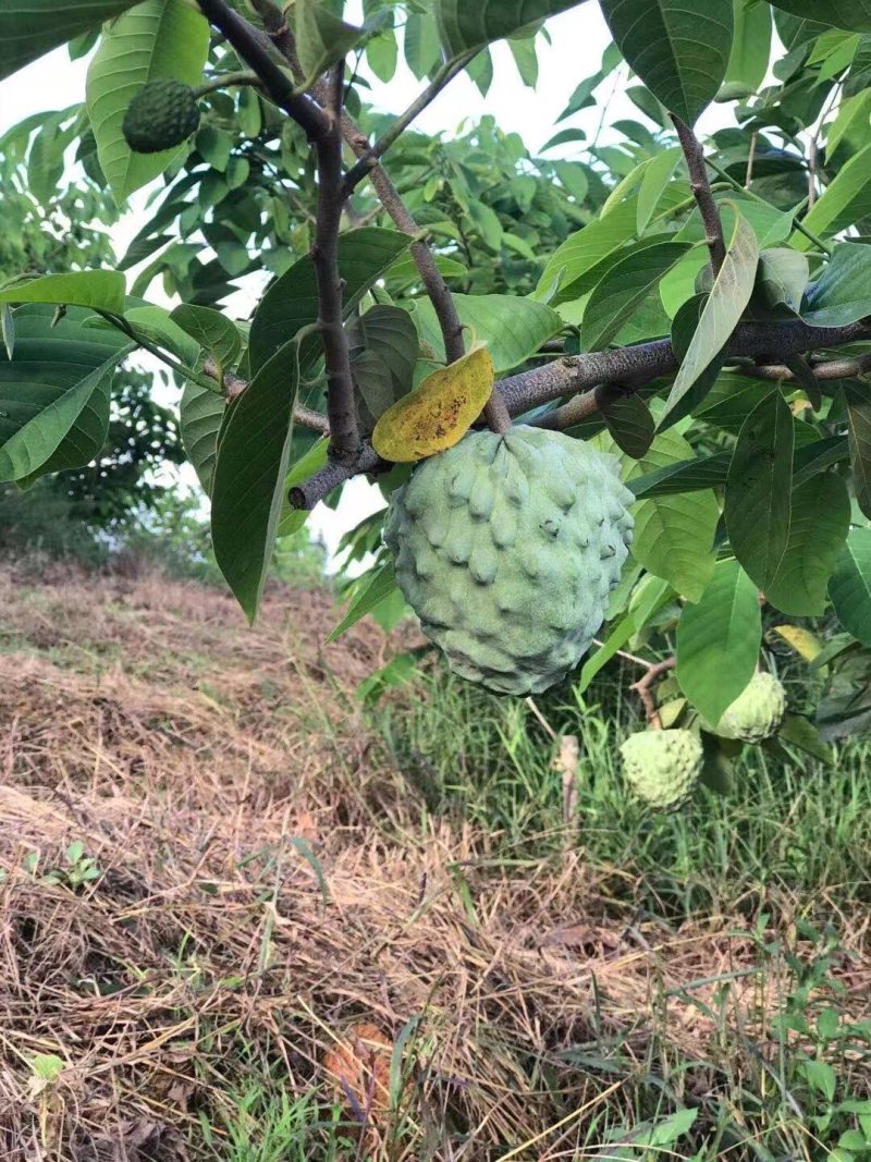 凤梨释迦果7天左右上市了，在云南临沧双江