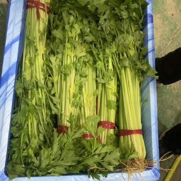 毛芹55cm以上，一手货源，年底前不断货，做工精细