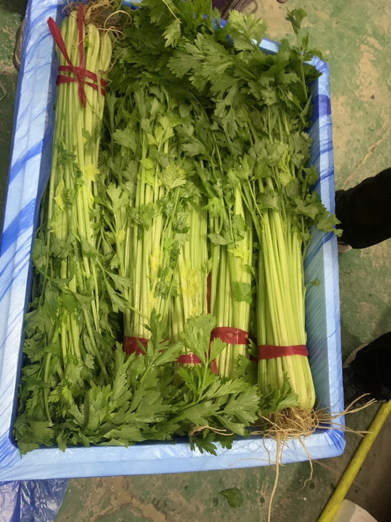 毛芹55cm以上，一手货源，年底前不断货，做工精细