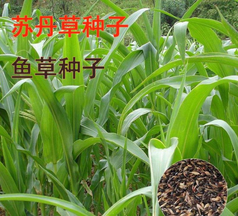 进口苏丹草草籽子种鱼草四季杂交高丹牧草籽猪牛羊兔鹅鱼喂鱼