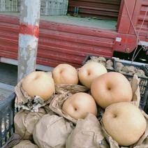晚秋梨，大量供应馆陶众康果品市场大量供应各种货源