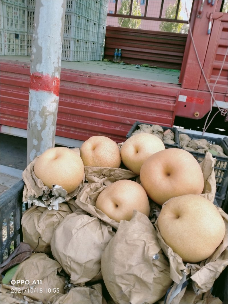晚秋梨，大量供应馆陶众康果品市场大量供应各种货源