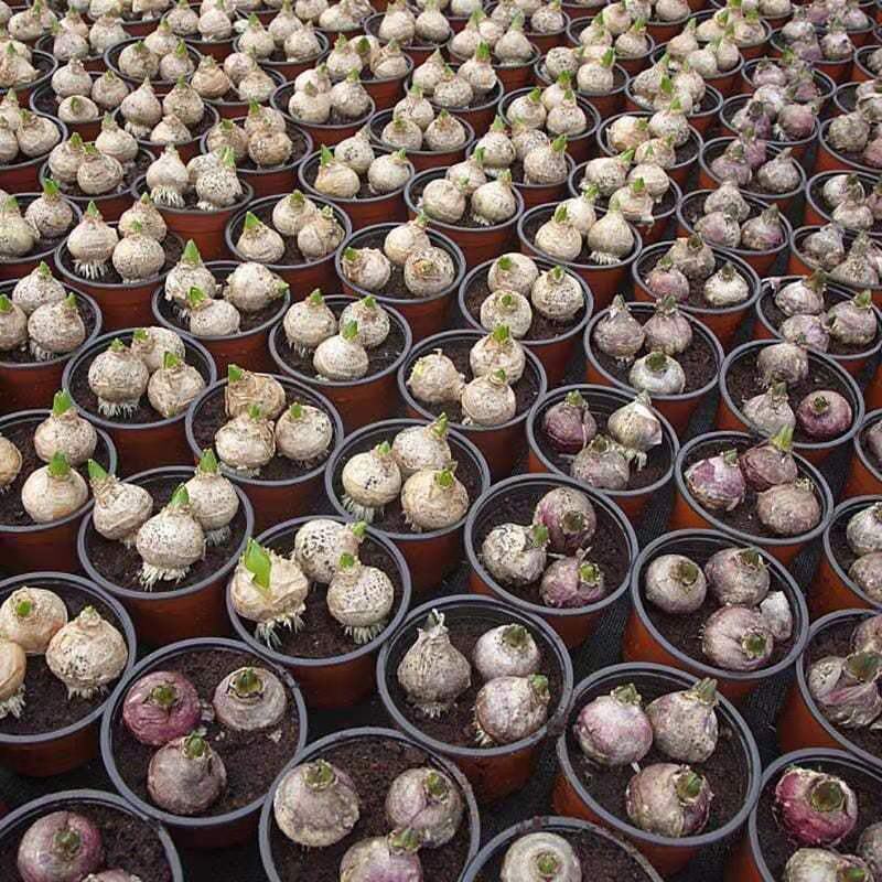 风信子种球水培植物盆栽花卉室内绿植四季好养